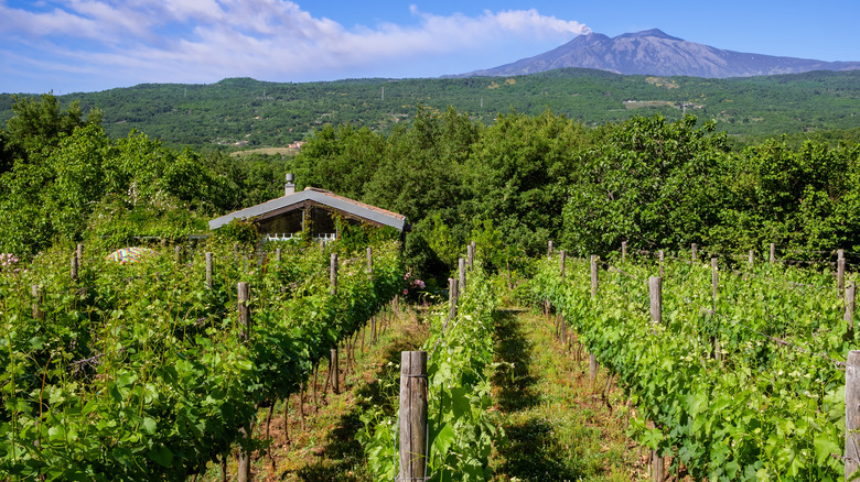 volcanic wine vineyard