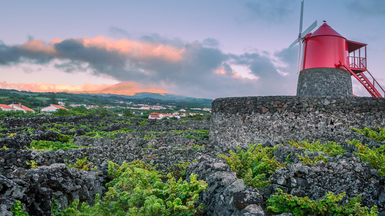 azores vineyard