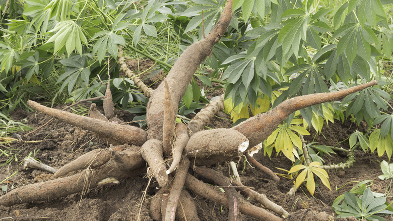 harvesting yuca from plant