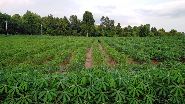 Cassava leaves on farm 