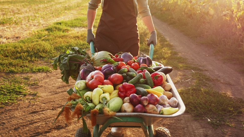 Farmer gathering harvested produce