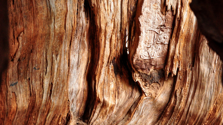 Cedar wood bark