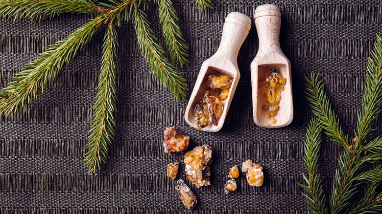 Spruce tree resin and branches