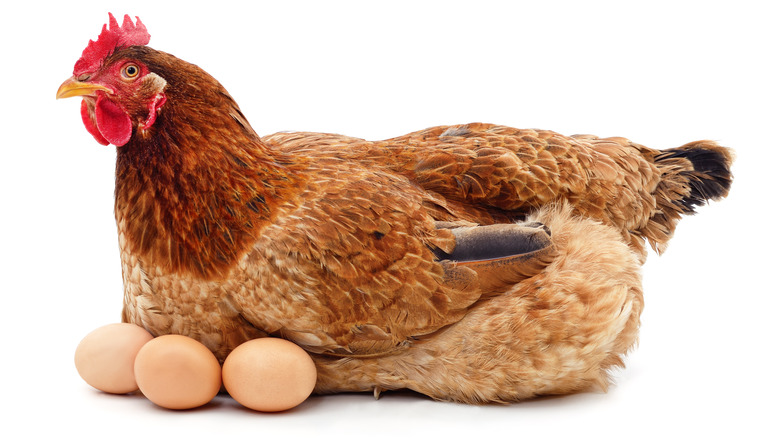 Brown chicken with eggs