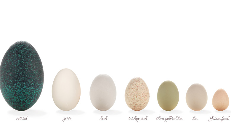 Eggs from different animals