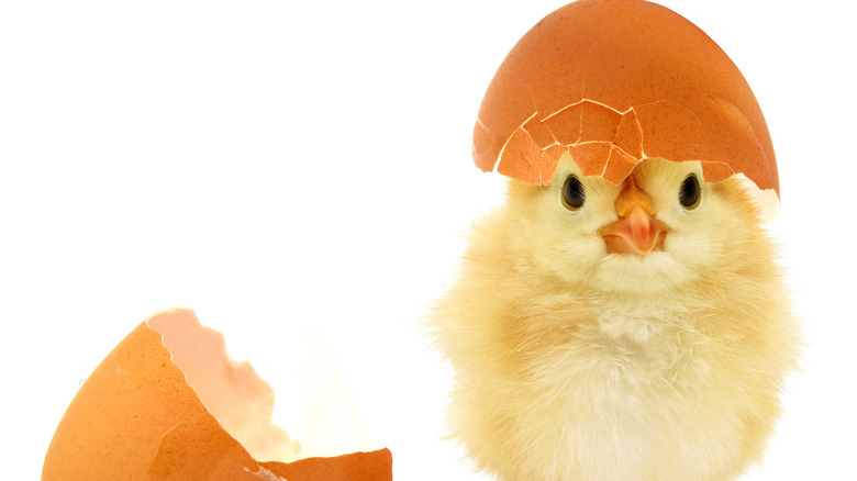 Newborn chicken with eggshell