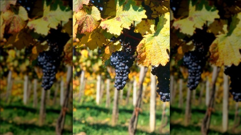 Blaufränkisch grape in Austria