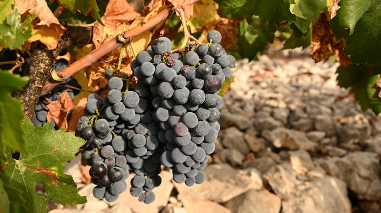 babić grapes in vineyard