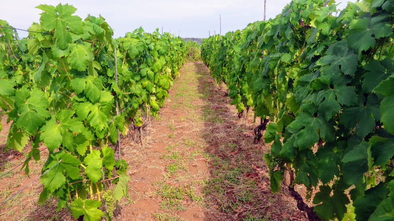 vineyard of grk grapes