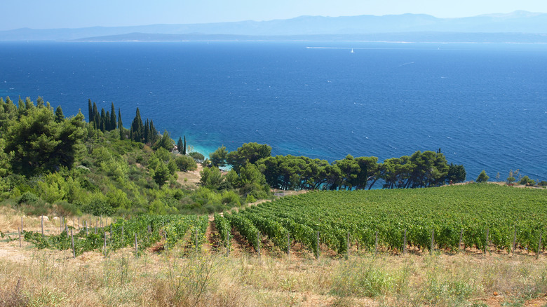 vineyards in Dalmatia