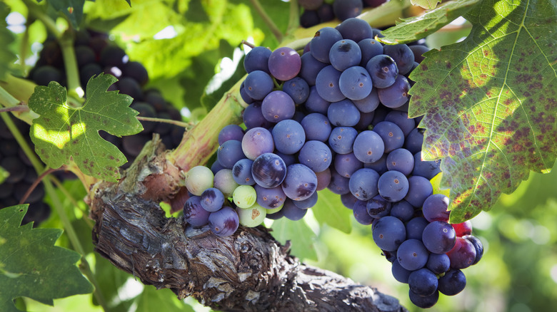 red zinfandel grapes