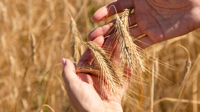 Hand holding wheat