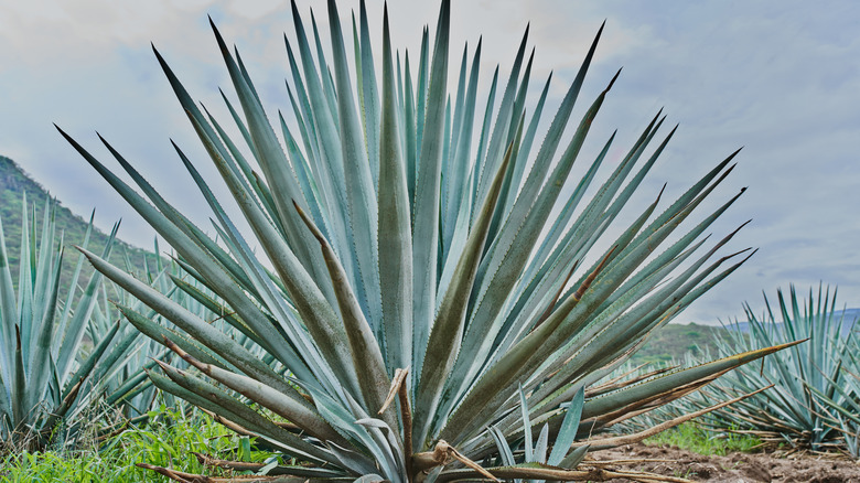 blue agave plant