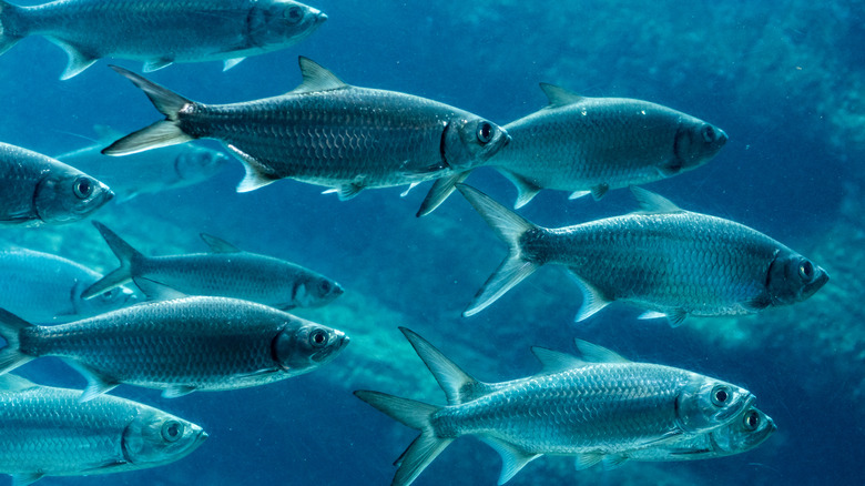 Sardines swimming in ocean