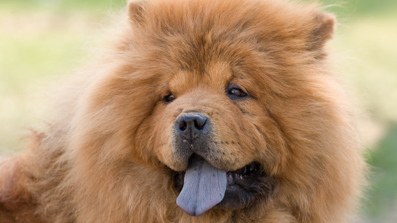 Chow chow with tongue out