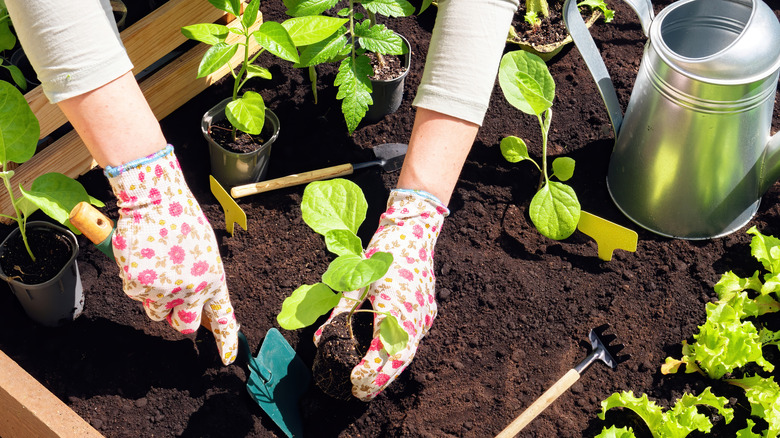 Hands in a garden