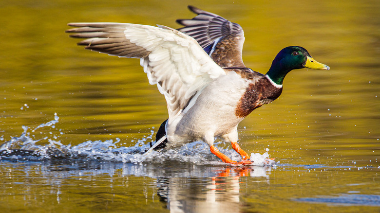 Flying mallard duck