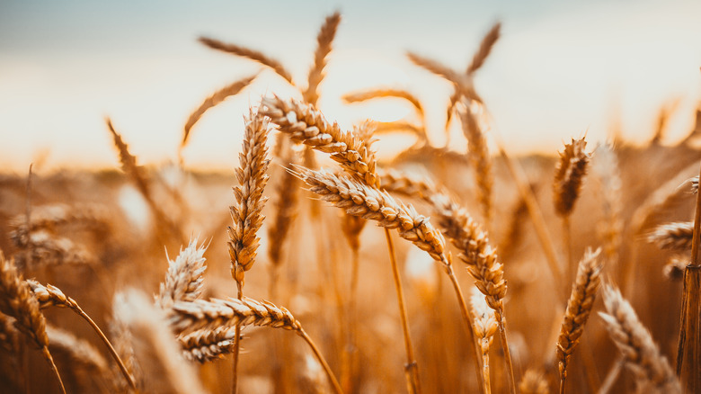 wheat field