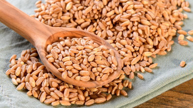 uncooked farro grains