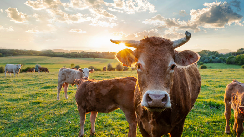 Cows in field 