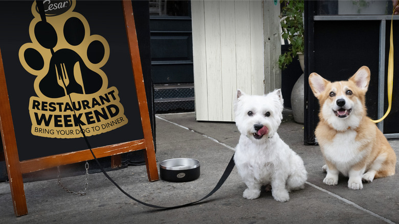 two dogs beside Cesar restaurant sign