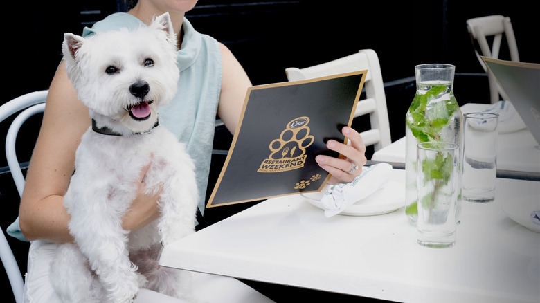 dog and pet owner at Cesar restaurant