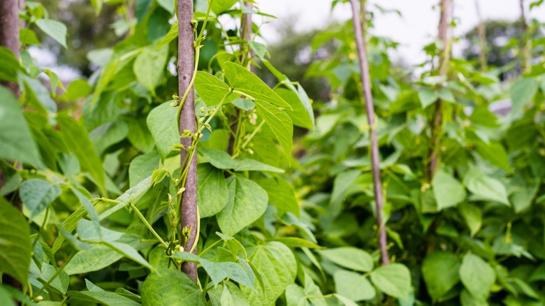 flageolet bean plant