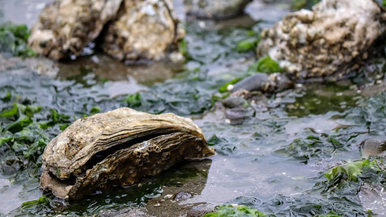 Oyster beds in Washington state