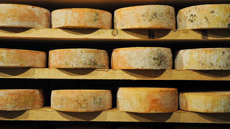 Fontina cheese wheels 