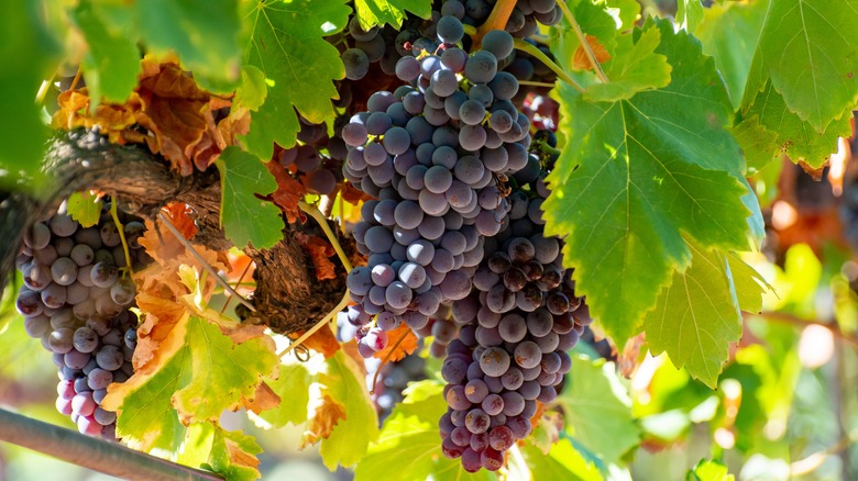 Syrah grapes in bunch