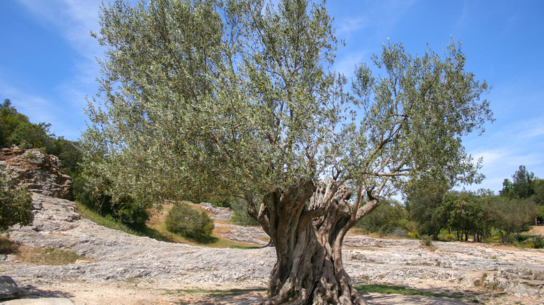 ancient olive tree in Provence