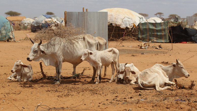 emaciated cows, Kenya refugee camp