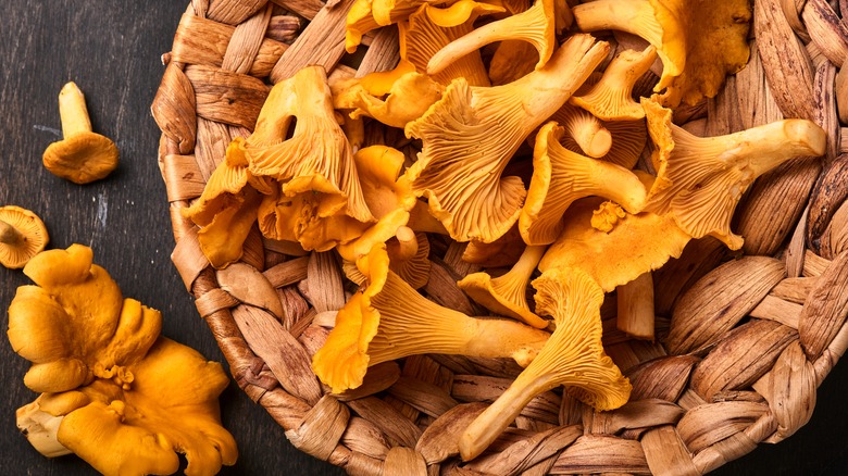 basket of chanterelle mushrooms