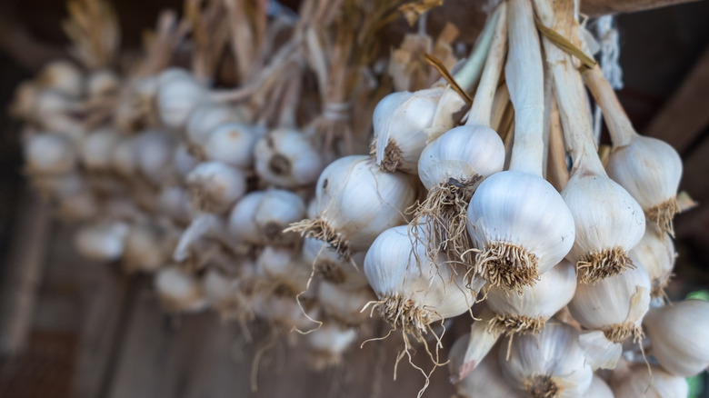 bulbs of garlic hanging