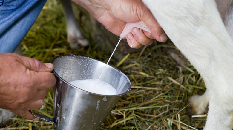 Goat udder being hand milked