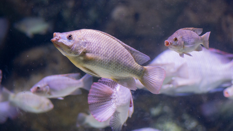 Carp in the Sea of ​​Galilee in Israel