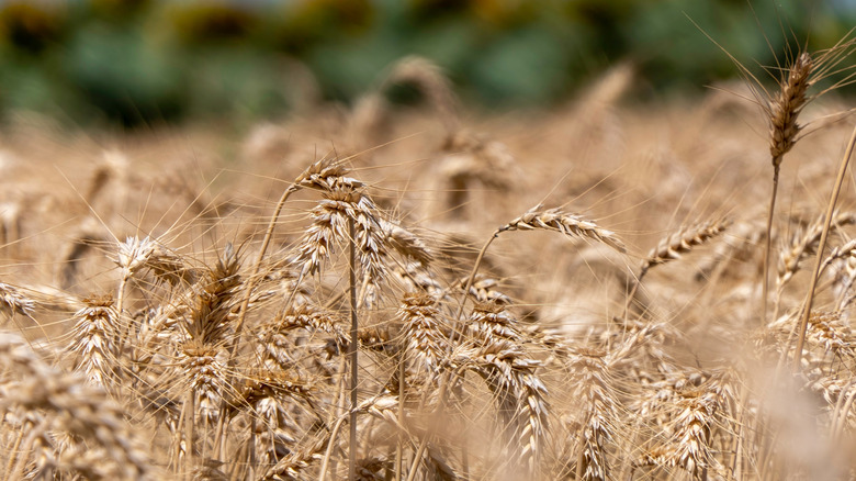 Ears of ripe wheat in an agricultural field with mature sunflowers in the background in Israel