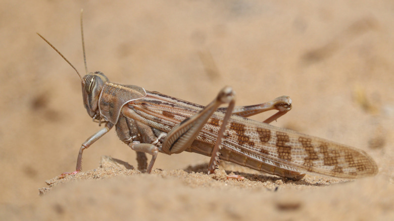 Desert locust close up