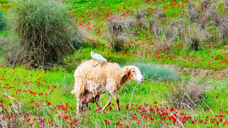 Sheep grazing in the grass at the southern border of Israel