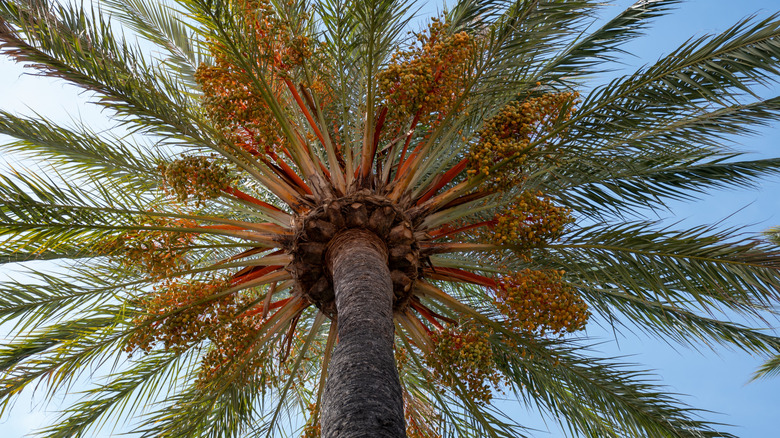 Date palm tree in the Arava and Negev deserts in Israel