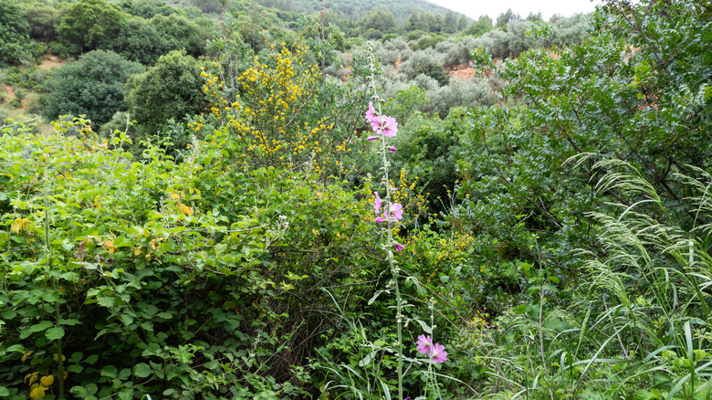 Tall mallow blooms in midst of lush greenery