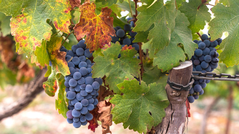 Close-up of a red grape cluster in a vineyard in Israel