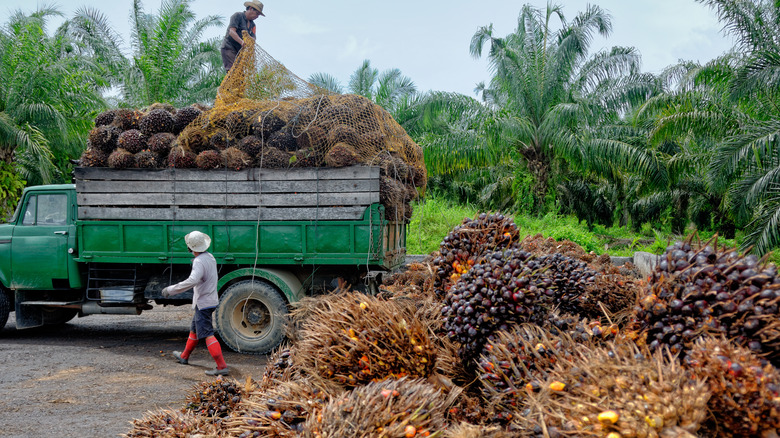 Palm oil harvesting 