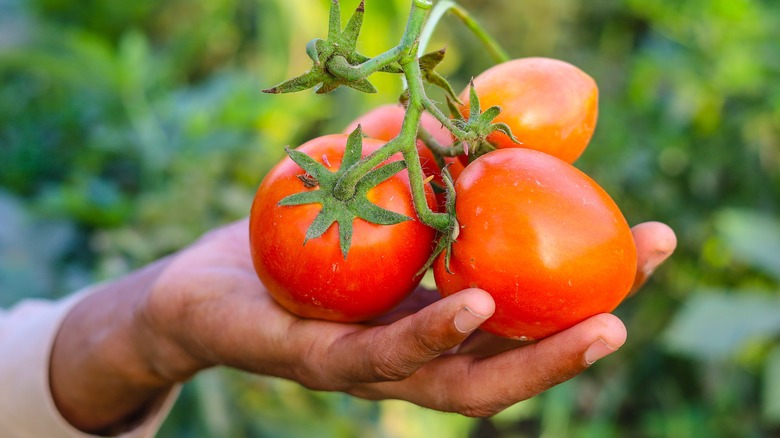 Tomatoes on a stem