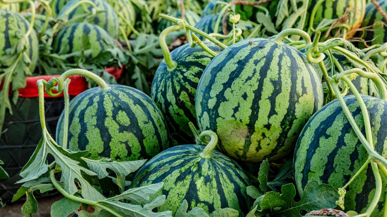 Whole watermelons in a field