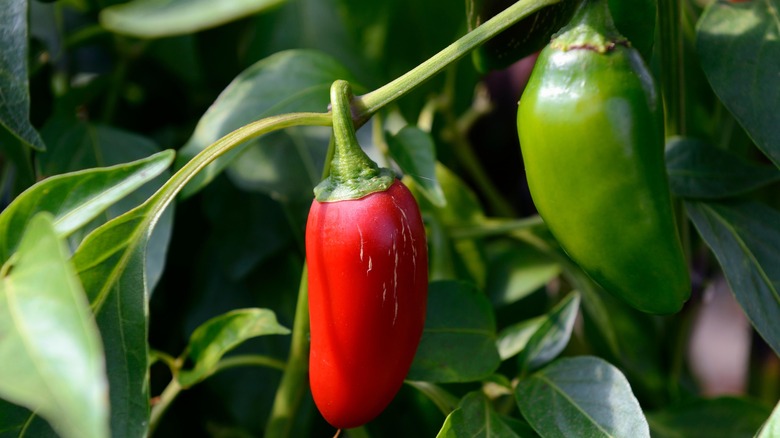 unharvested red and green jalapeño peppers