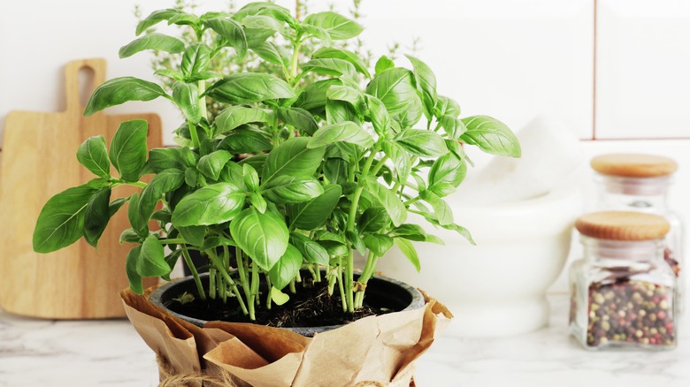 basil growing in a kitchen