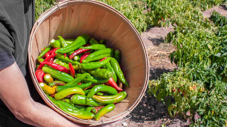 bucket of hatch chiles