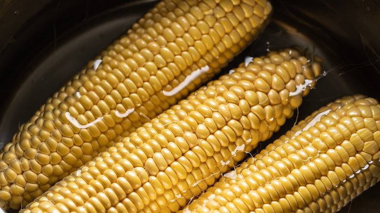 Close-up of three corn cobs in pot of water