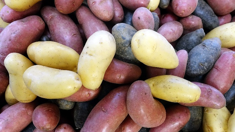 Tri-color fingerling potatoes